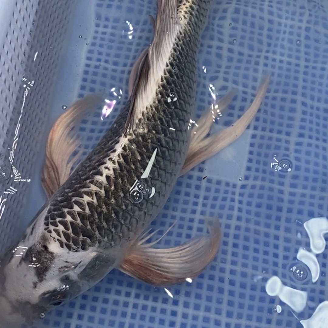 锦鲤锦鲤 开衩掉鳞充血属于正常情况 介意别拍
