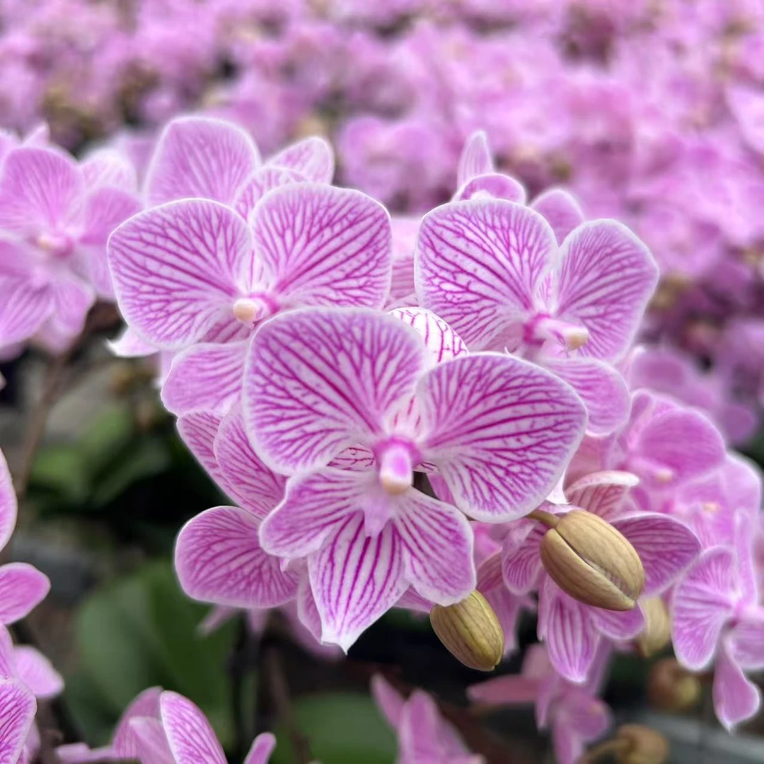 甄选（樱花）蝴蝶兰花卉鲜花  十里桃花多侧枝花多花苞