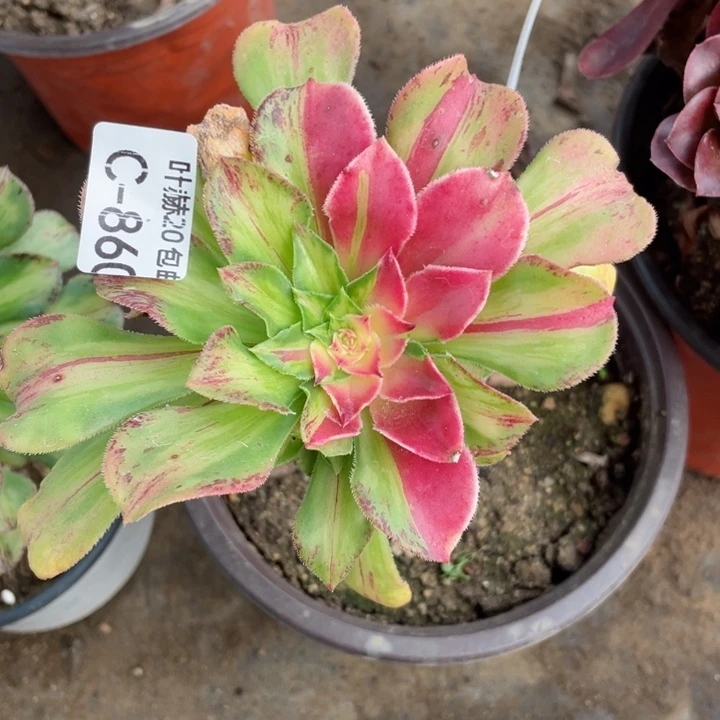 860知否嫁接多肉1，123446789