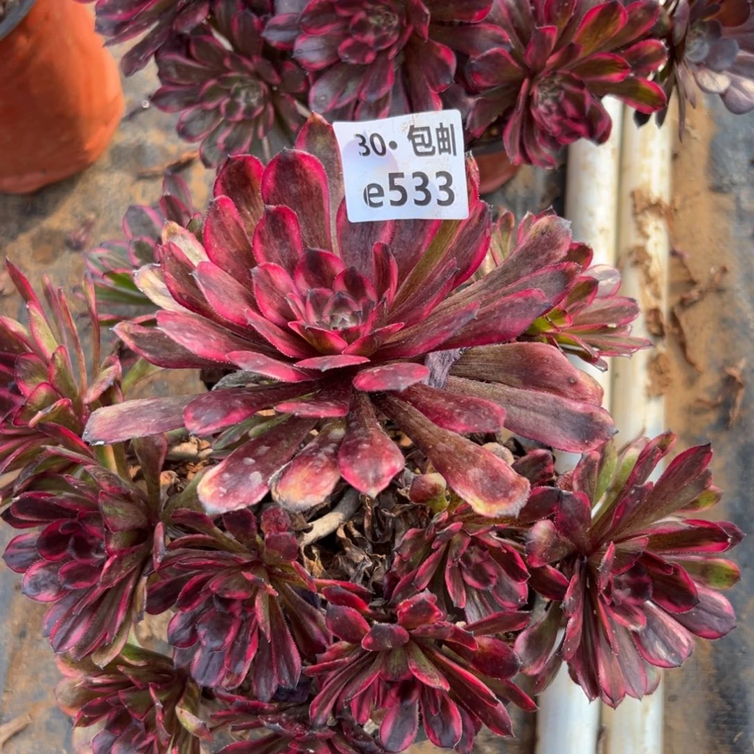 533 红金刚多肉法师