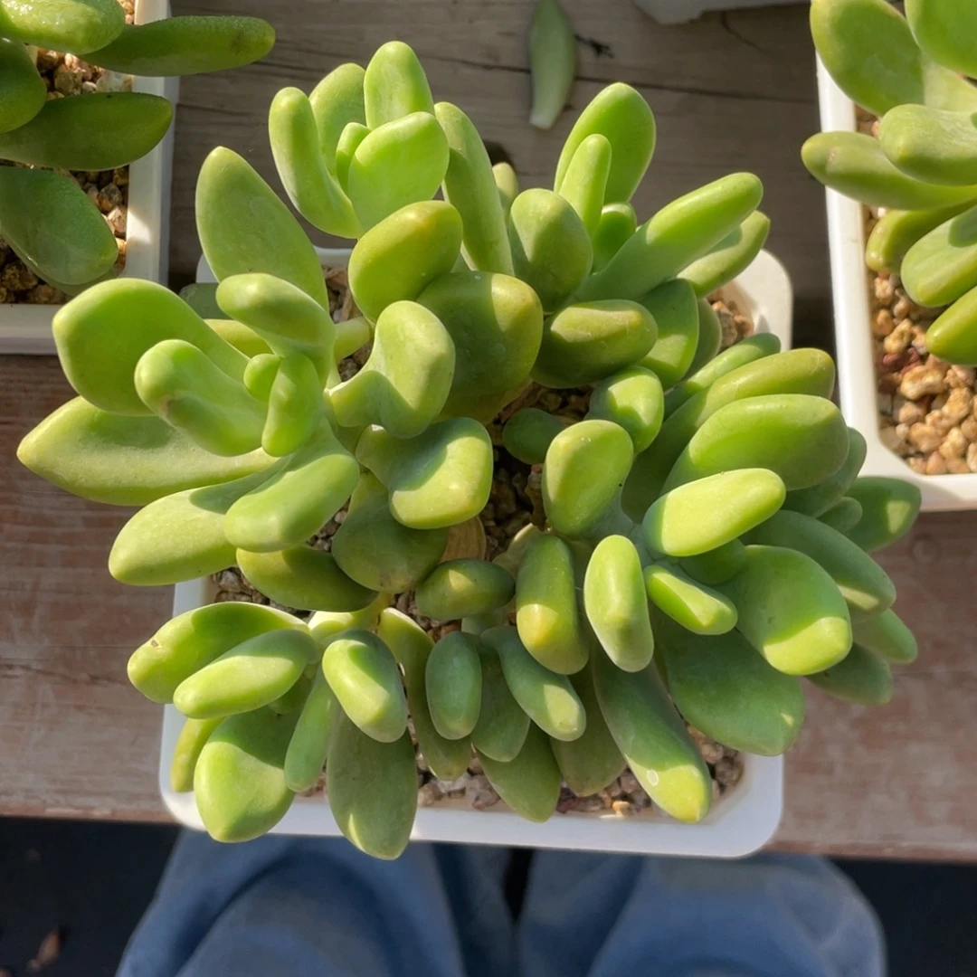 芒果奶酪八头无砍