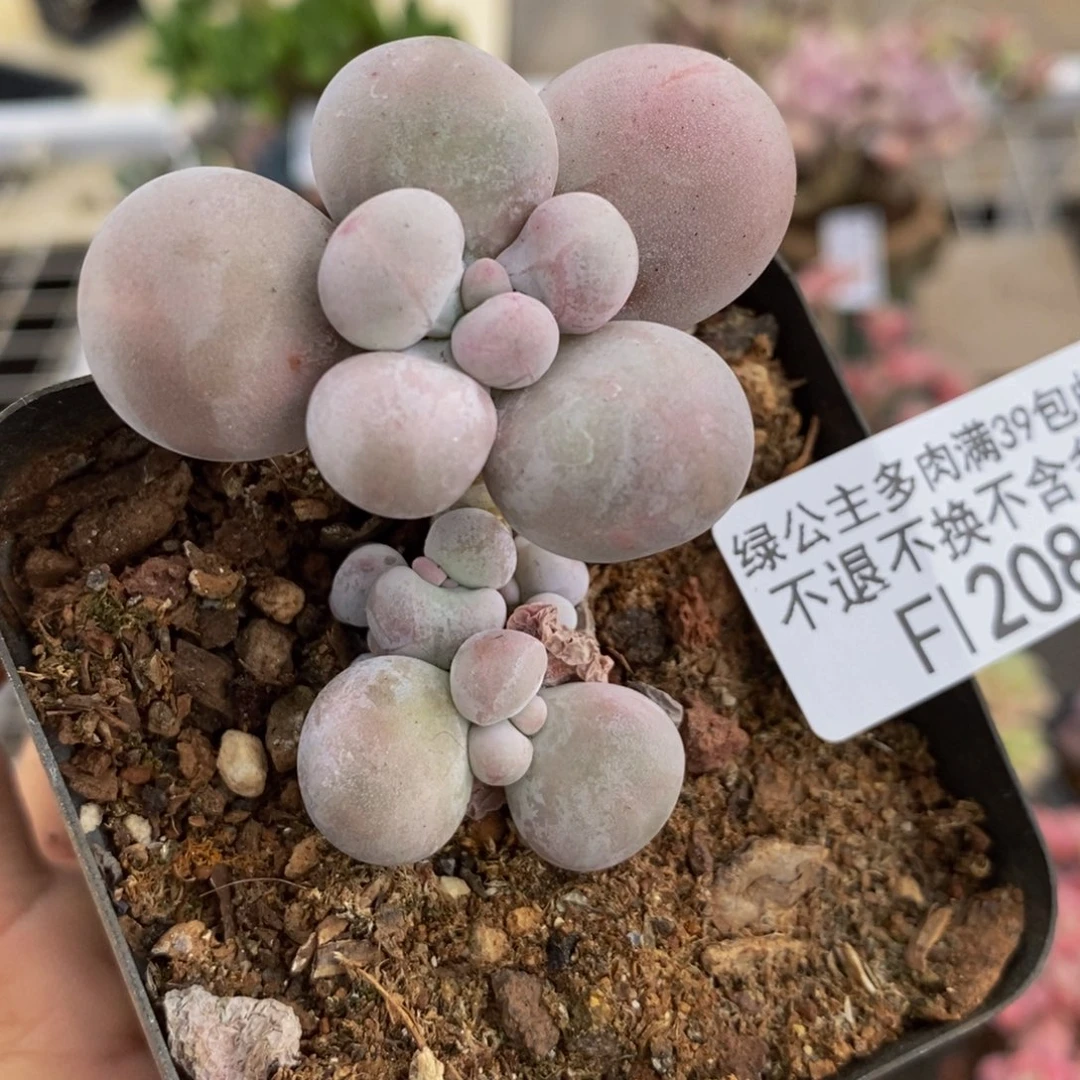 芭比奶酪208/3c m