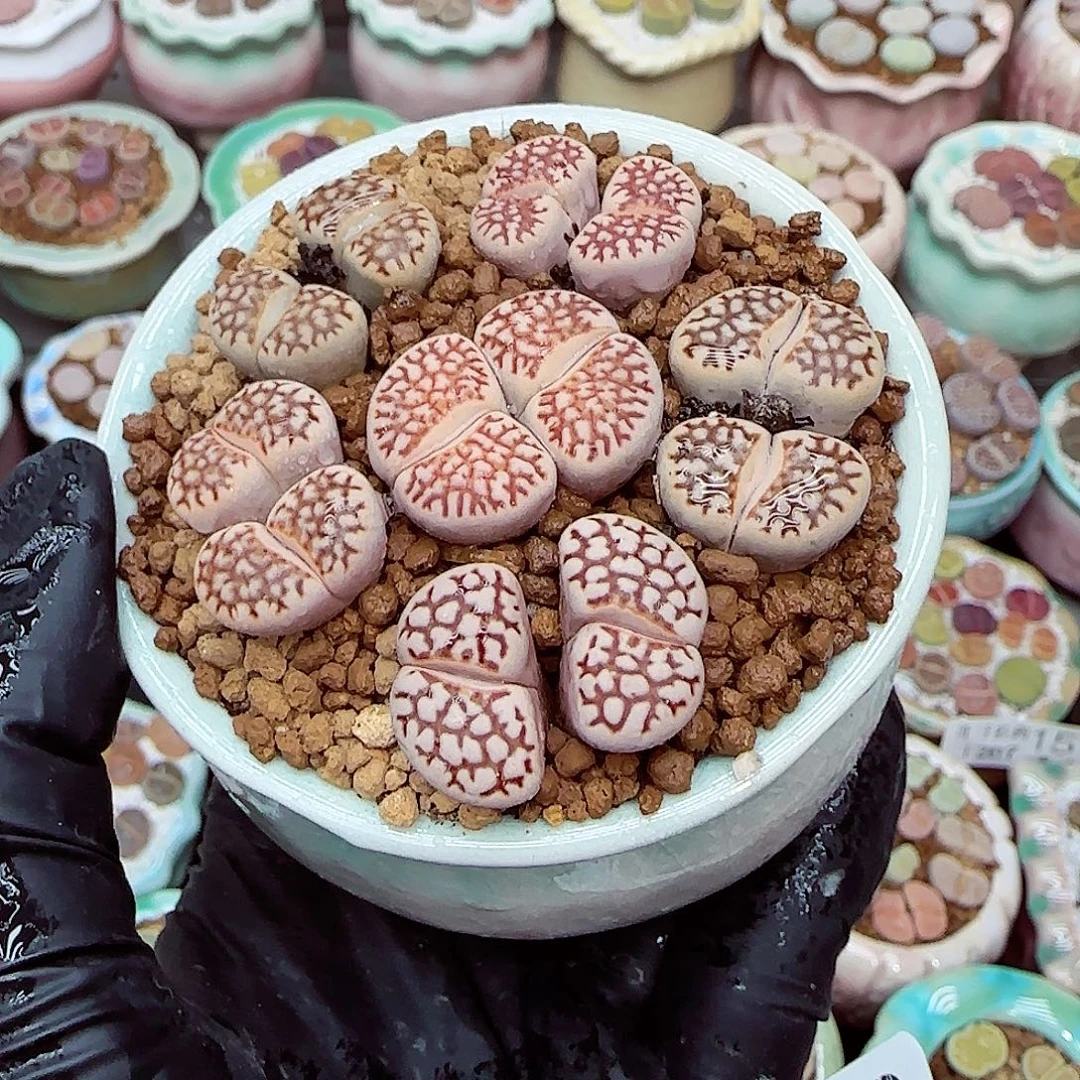 生石花满18包邮1207-196