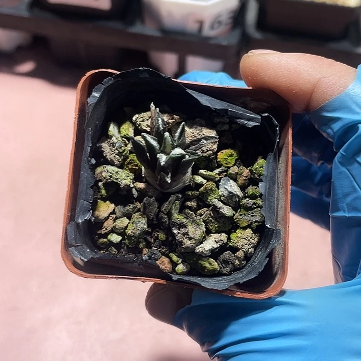 320实生黑牡丹仙人球
