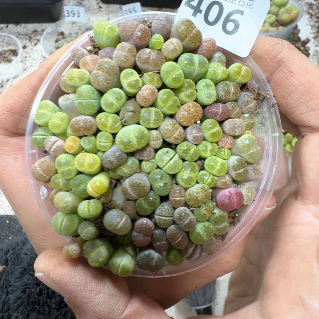 406。彩巴黎 我在巴黎等你