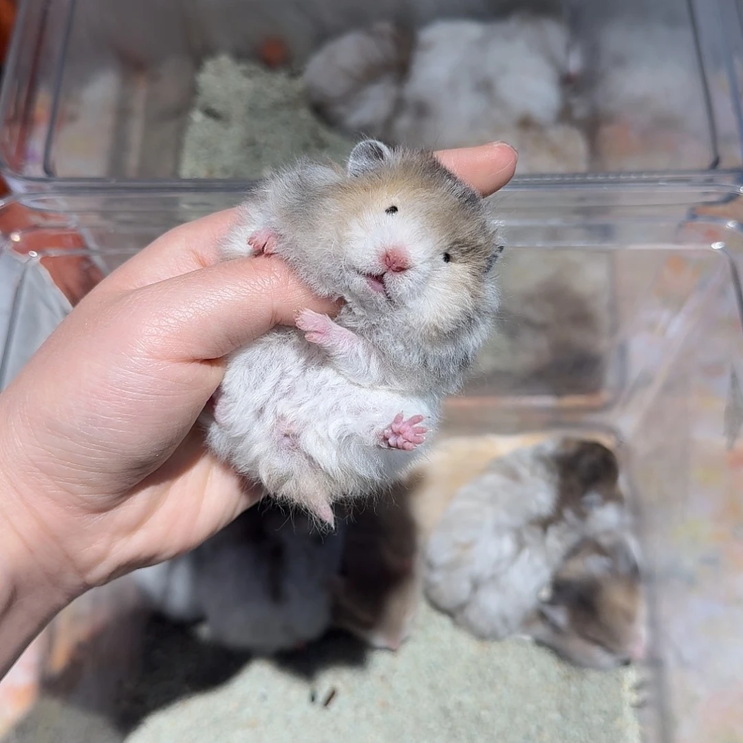 火波卷妹妹金丝熊