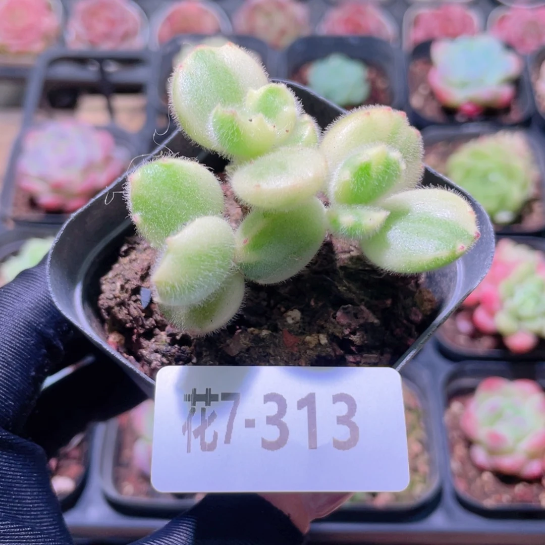 花利美7-313彩熊 不售后