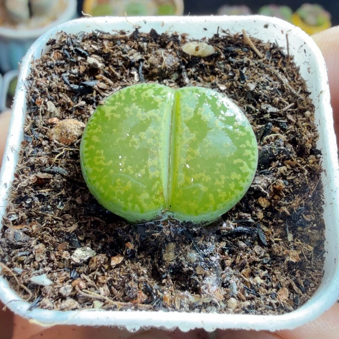 多肉植物的生长发育和生长504