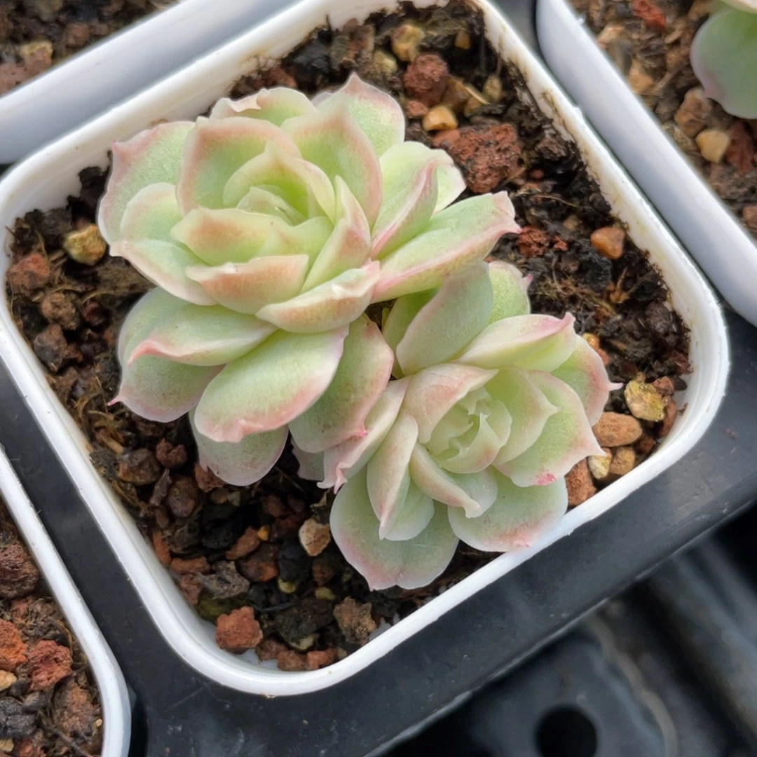 兔*呀优选水晶虾饺1369