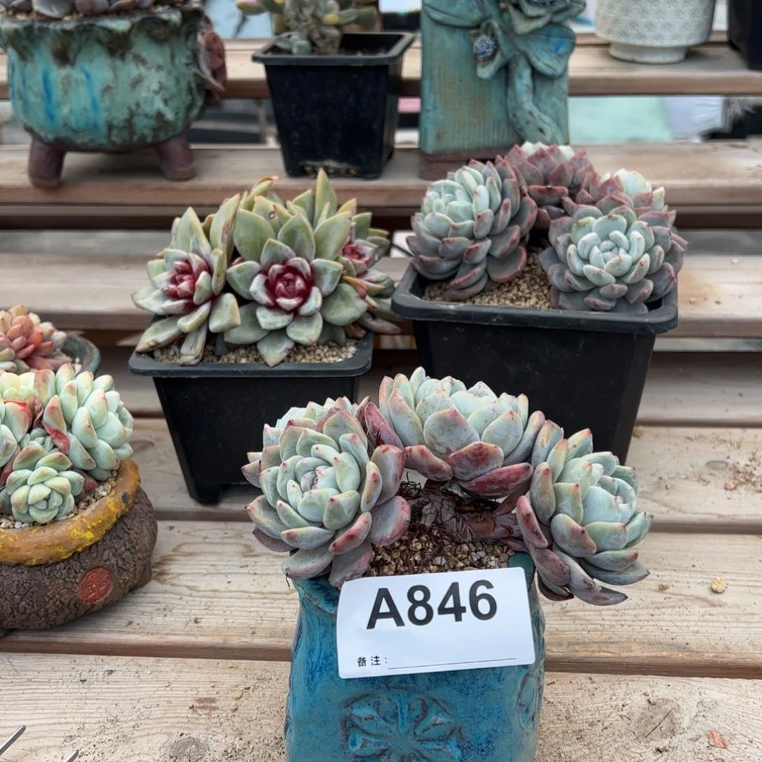 小****4846多肉多肉多多肉多肉