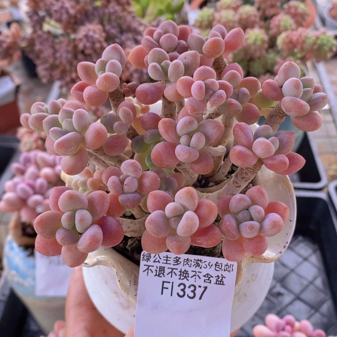 鱼子酱老桩10cm337多肉植物