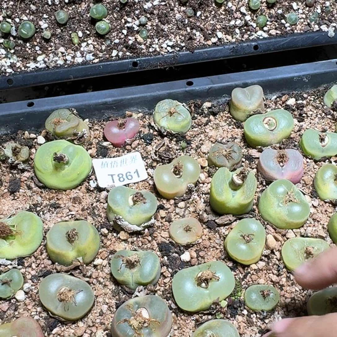 米**?861盒多肉植物哇f c