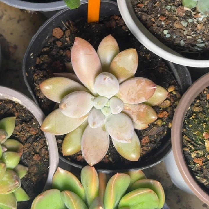 多肉植物红胖体哥特435