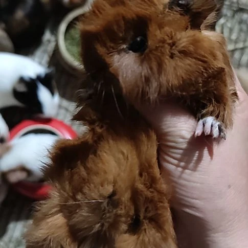 豚鼠逆毛荷兰猪妹妹