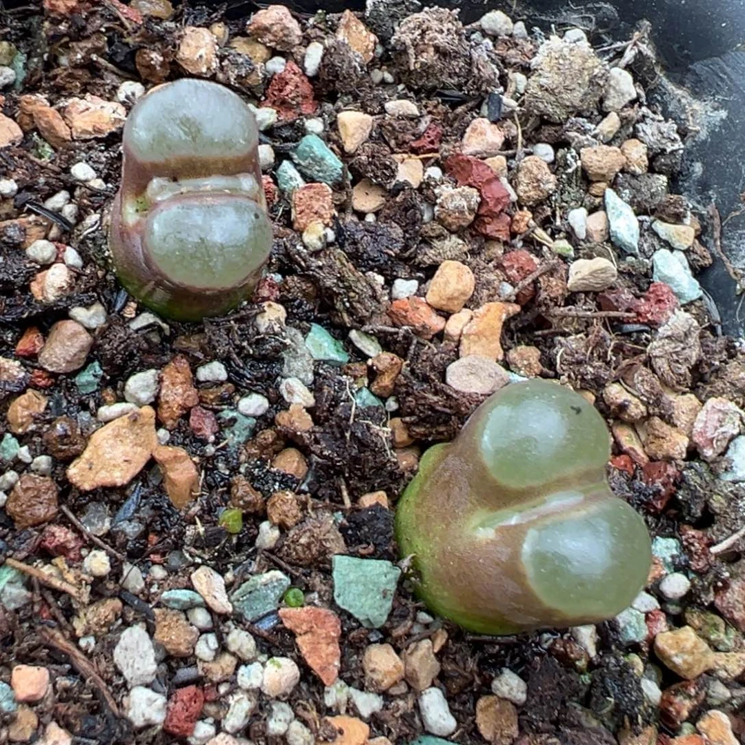 11.26好看的多肉脱土发货431