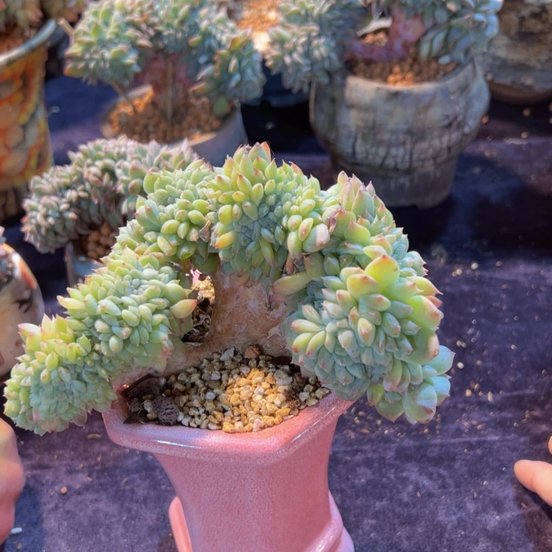 荔**肉新年快乐啊宝宝们88888888