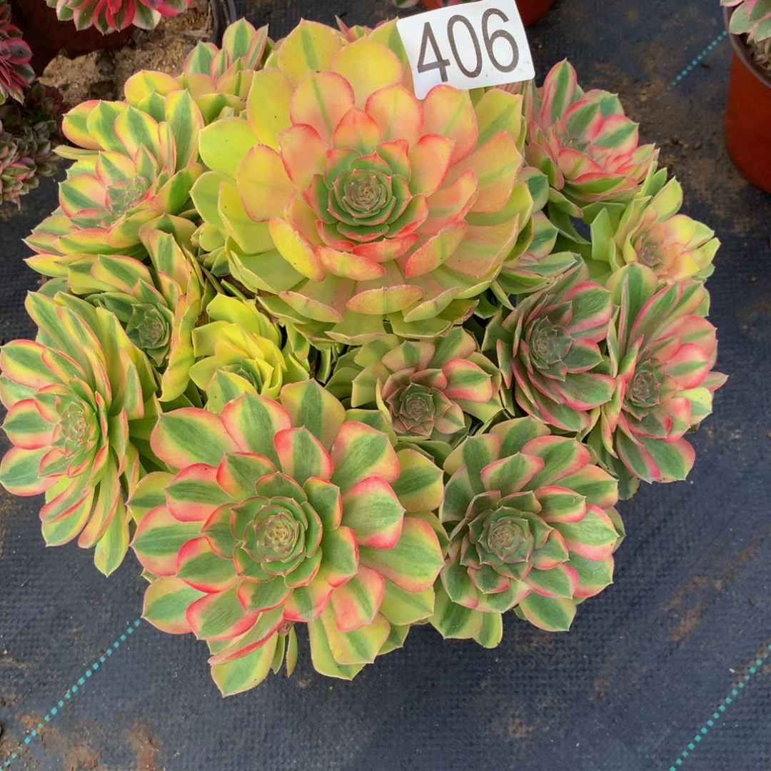 钰***业法师多肉植物406雨何