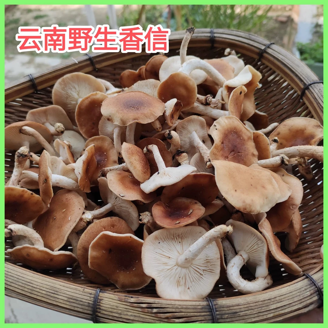云南高山香菇【肉厚清香】