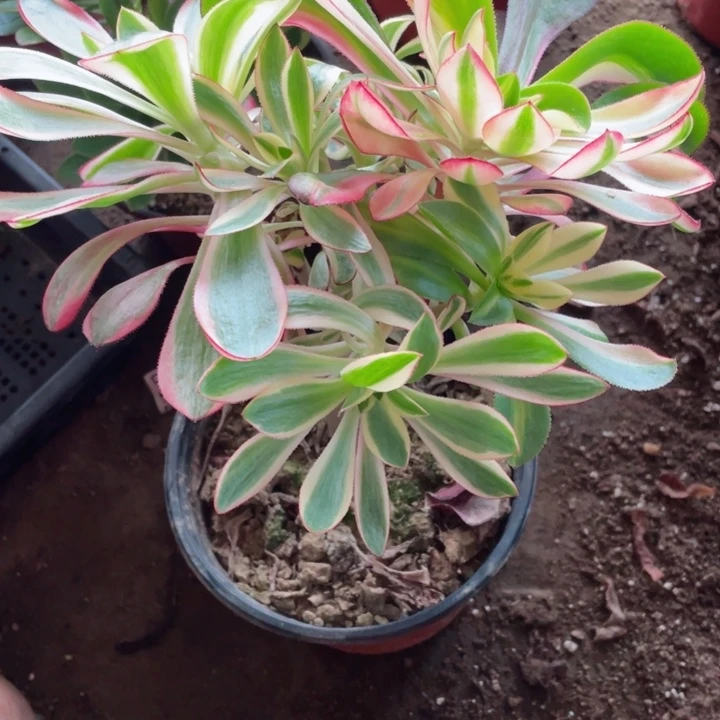 四***姐652红膜女有砍多肉12345675