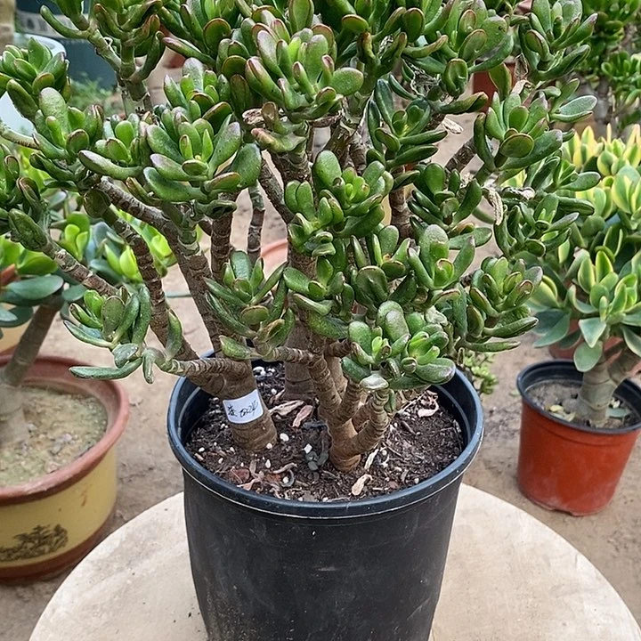 漆****此45招财猫一物一拍