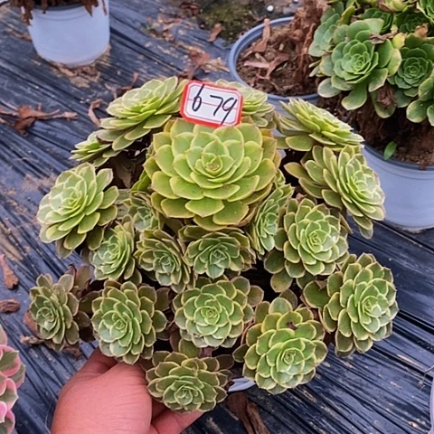 叫***姐粉花妖老桩捧花679号