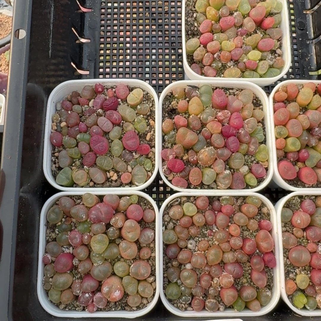 12043-福利毛切糕一盆