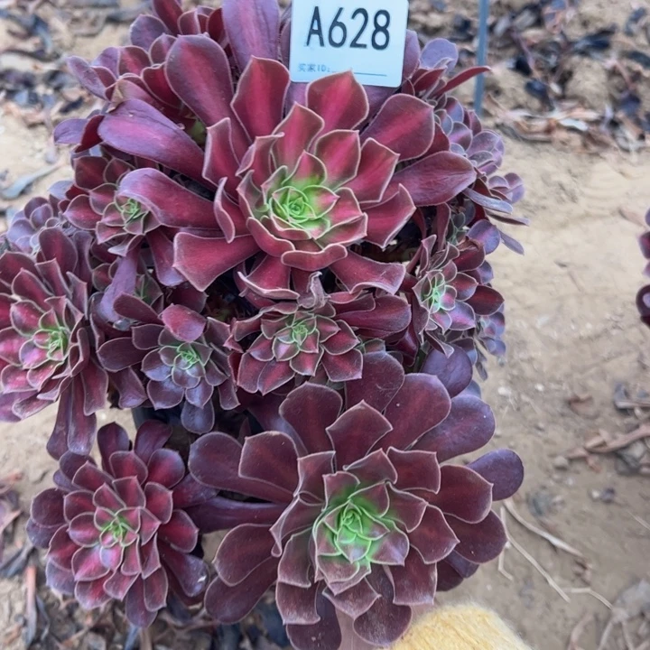 花娜多肉植物628.