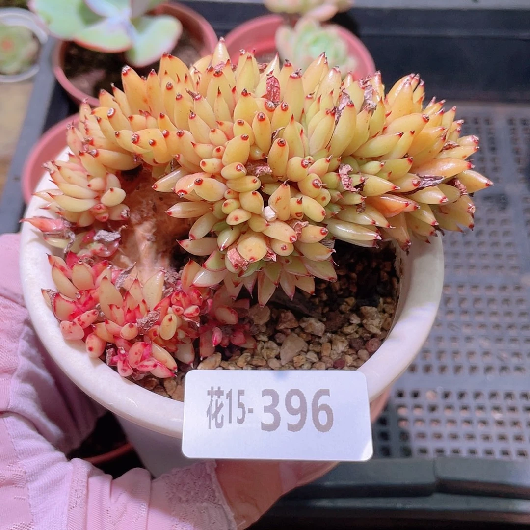 花利美15-396乌木缀化