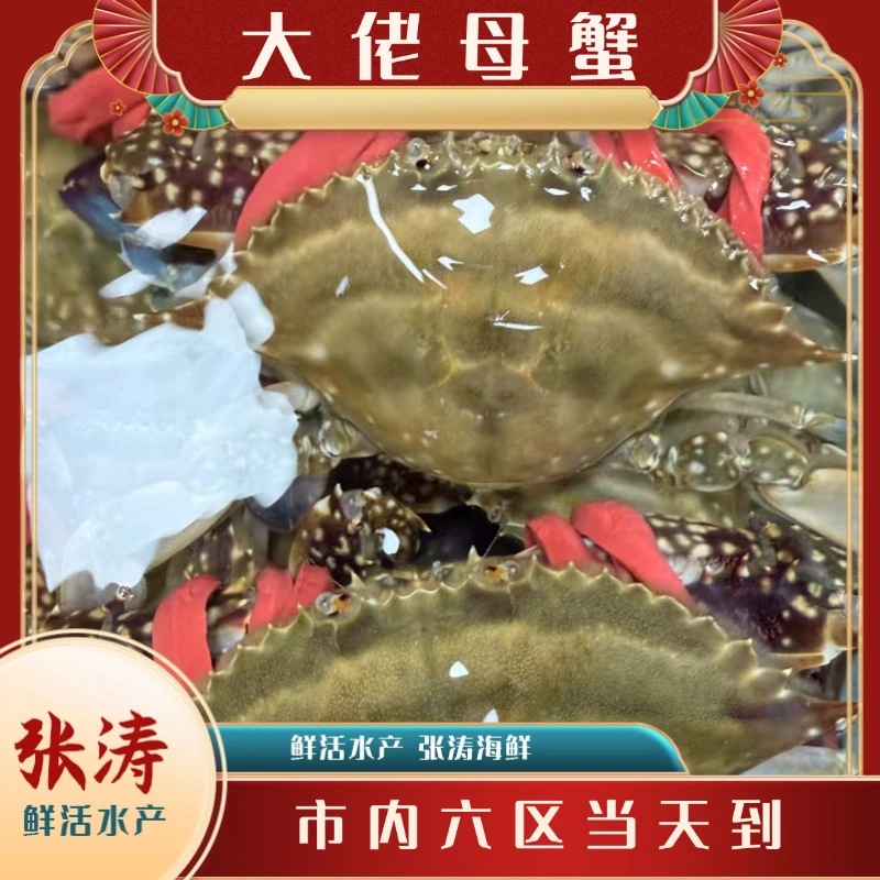 【保鲜不保活】天津精品大佬母蟹单只4-6两每斤2-3只当日达