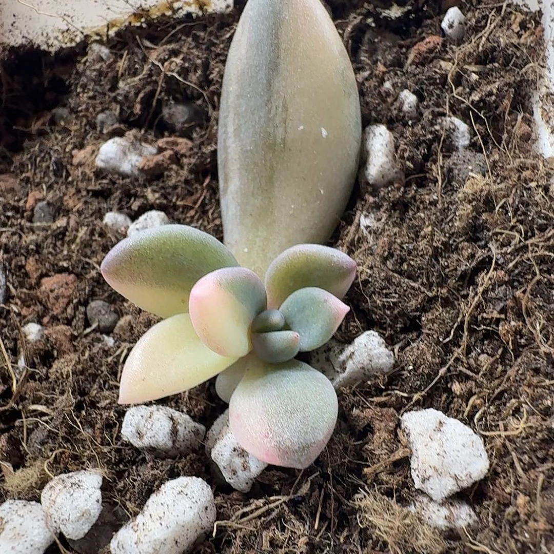 紫丽殿锦 小方花圃一物一拍