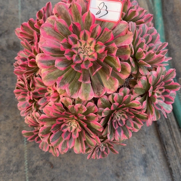 83号粉铜法师植物