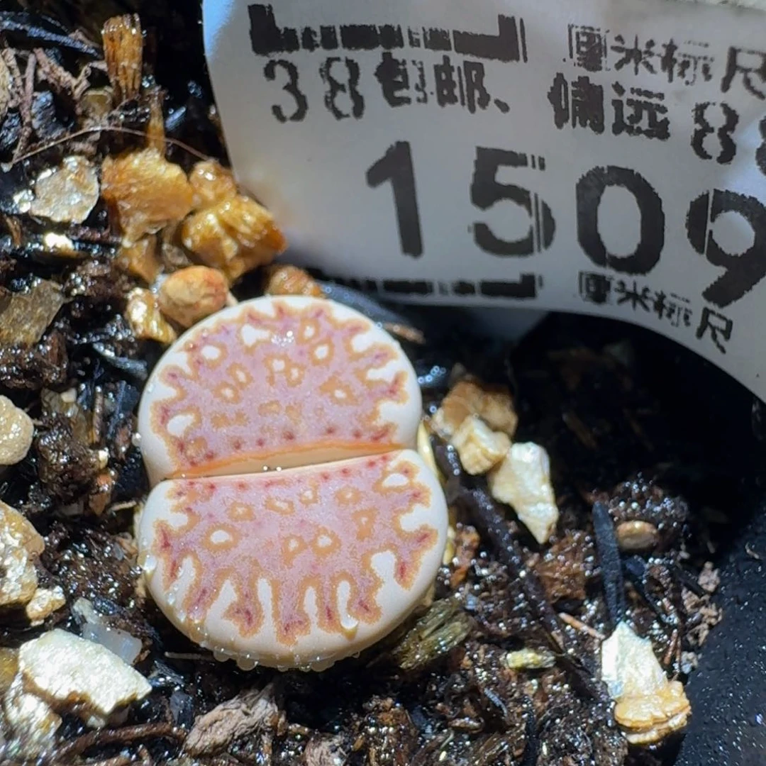 Zzzz生石花肉锥1509