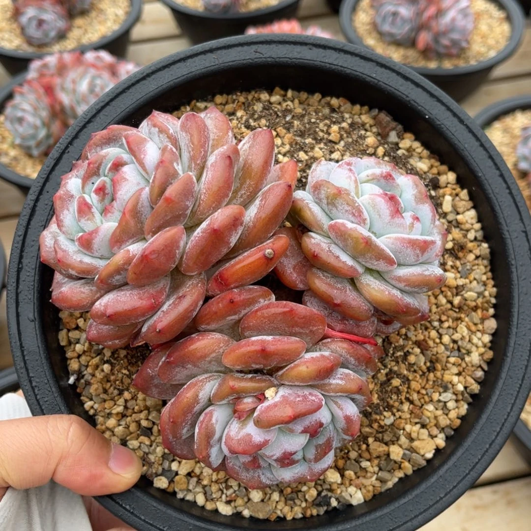 一物一拍不支持退换