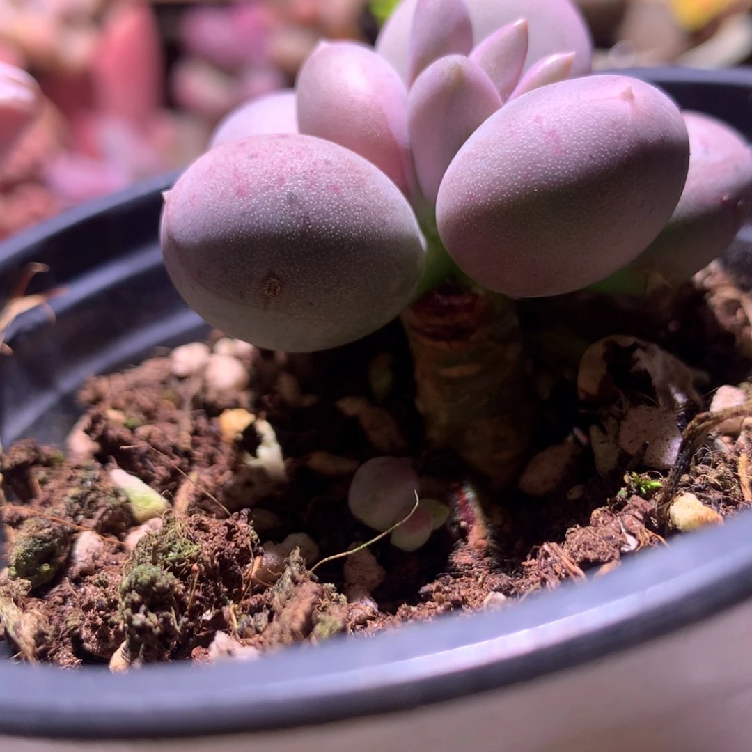 奶酪多肉小屁桃奶酪。