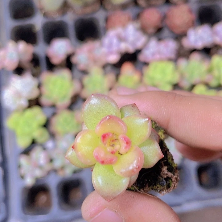 苹果花【满10颗包邮】