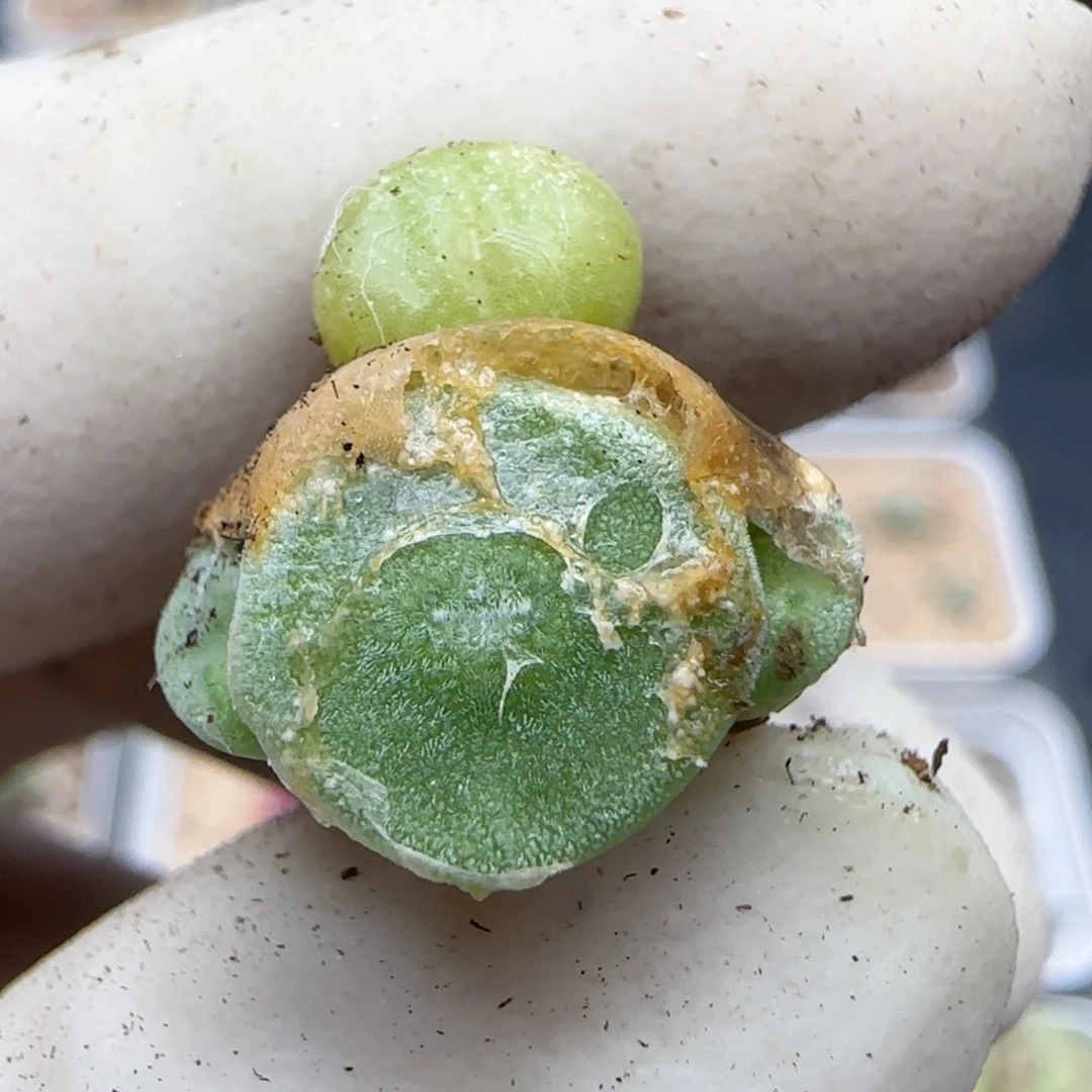 0229杂交福利福利