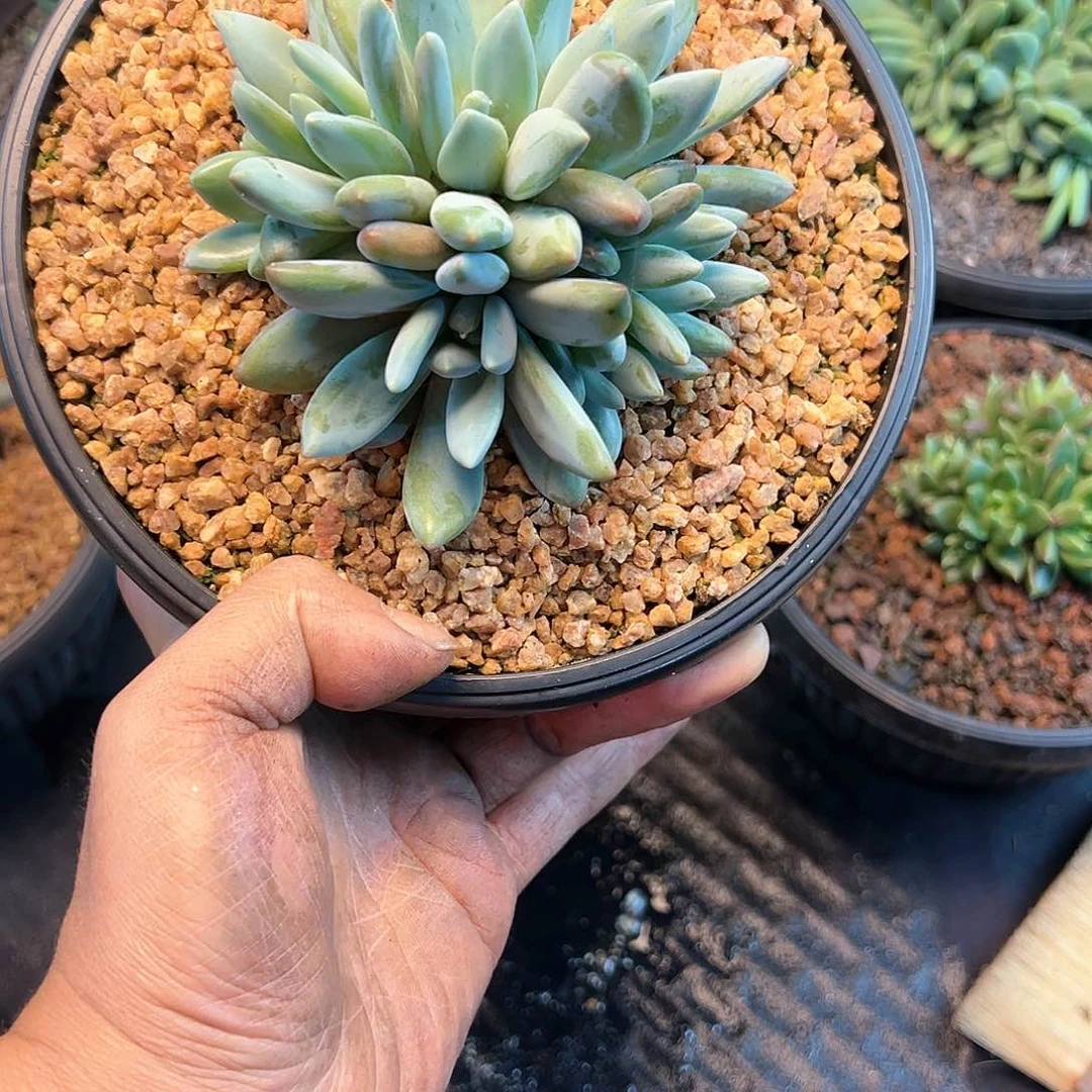 【闪购商品】诺白天使