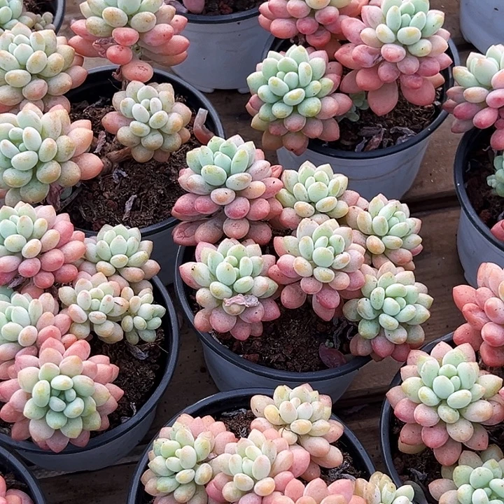 泡泡酱           福利多多