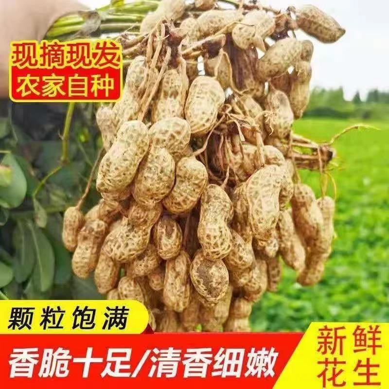 【2025新花生】现挖鲜花生粉皮花生带壳湿花生正当季带箱5斤