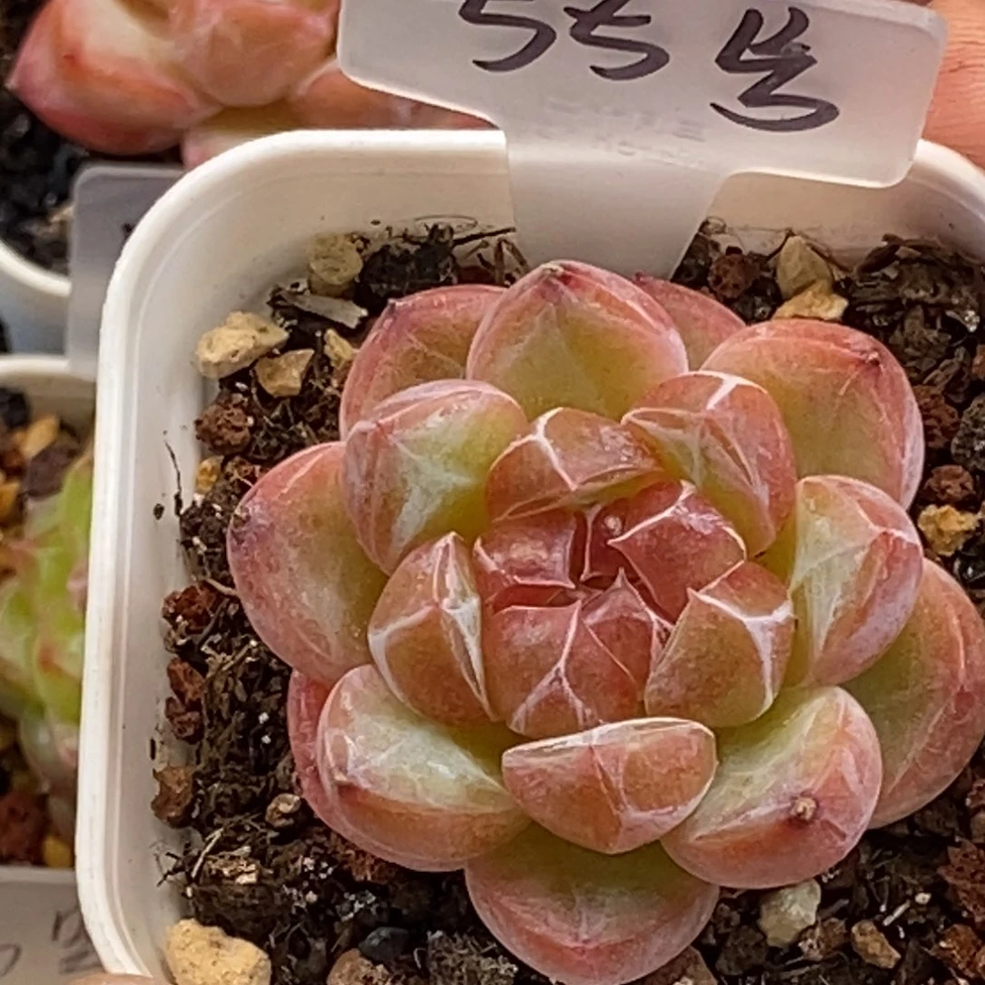 天官赐福百无禁忌