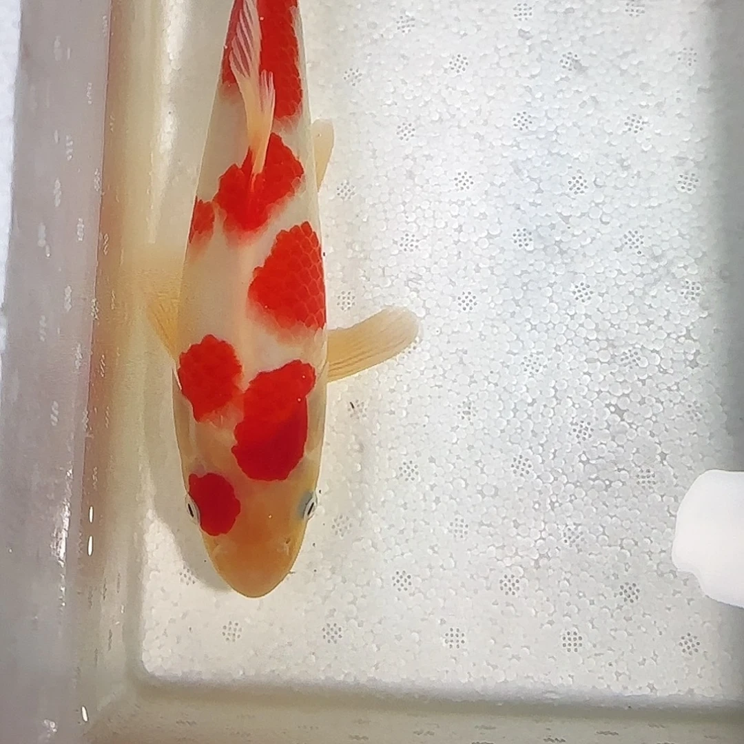 渔悦锦鲤四选红白一尾