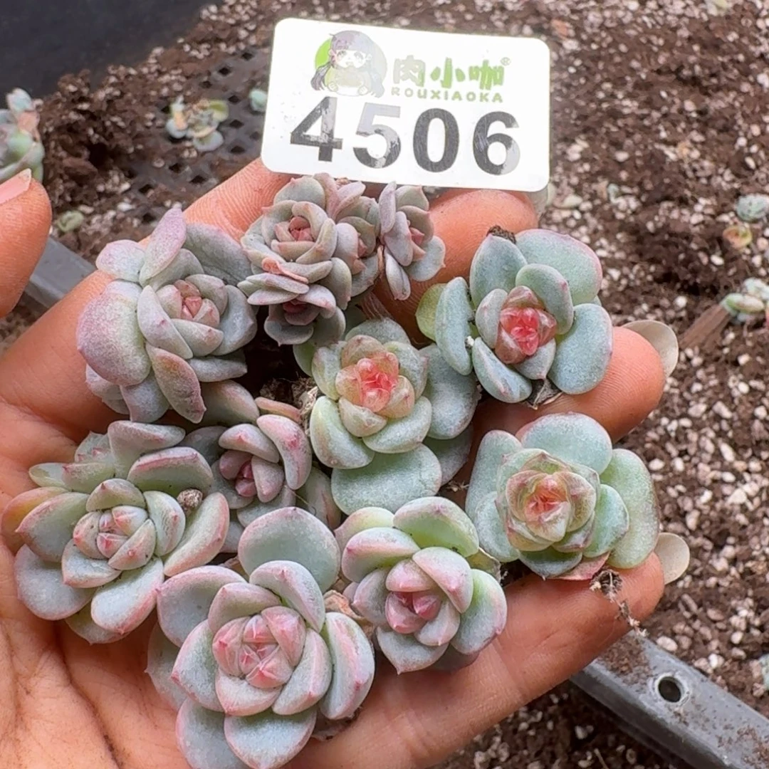 多肉植物多肉植物