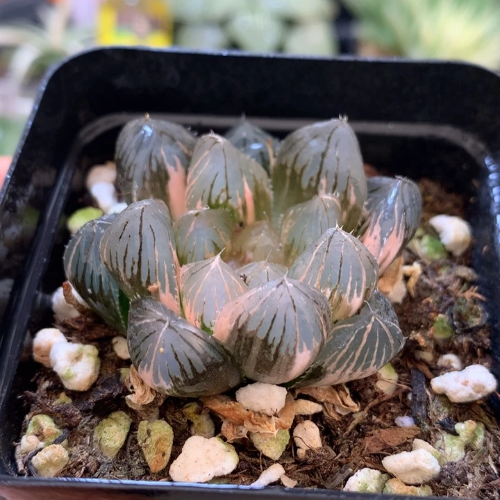 龙爪玉露锦，带盆一起