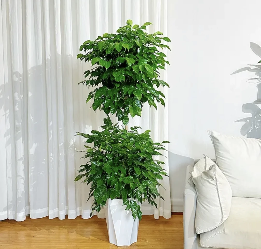 【送货上门】【1.5米-1.7米】2层幸福树绿宝树室内大型绿植绿植盆栽
