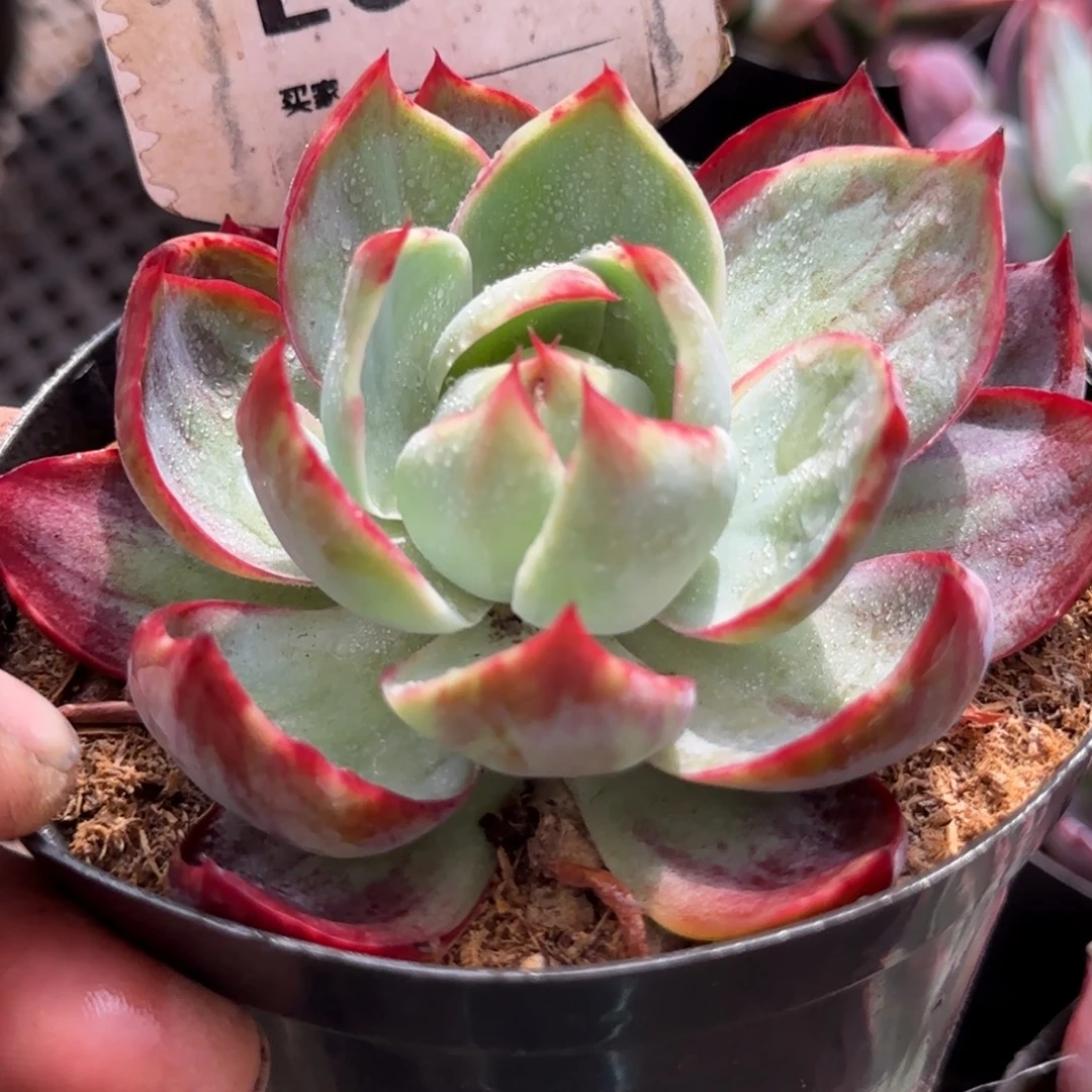 惊鸿一物一拍包装收缩花旱672