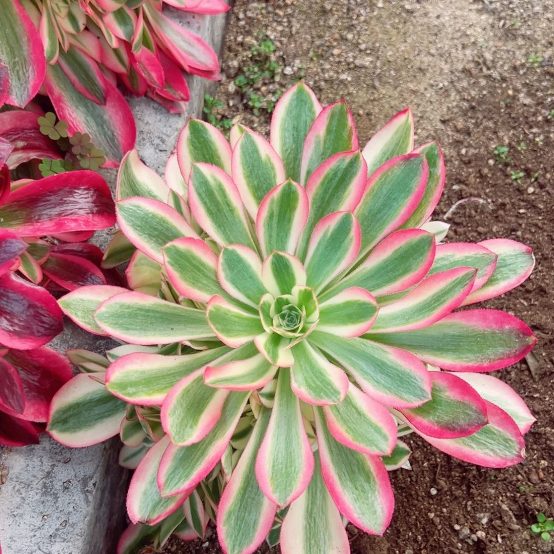 粉女巫多肉植物手捧叶展18-20