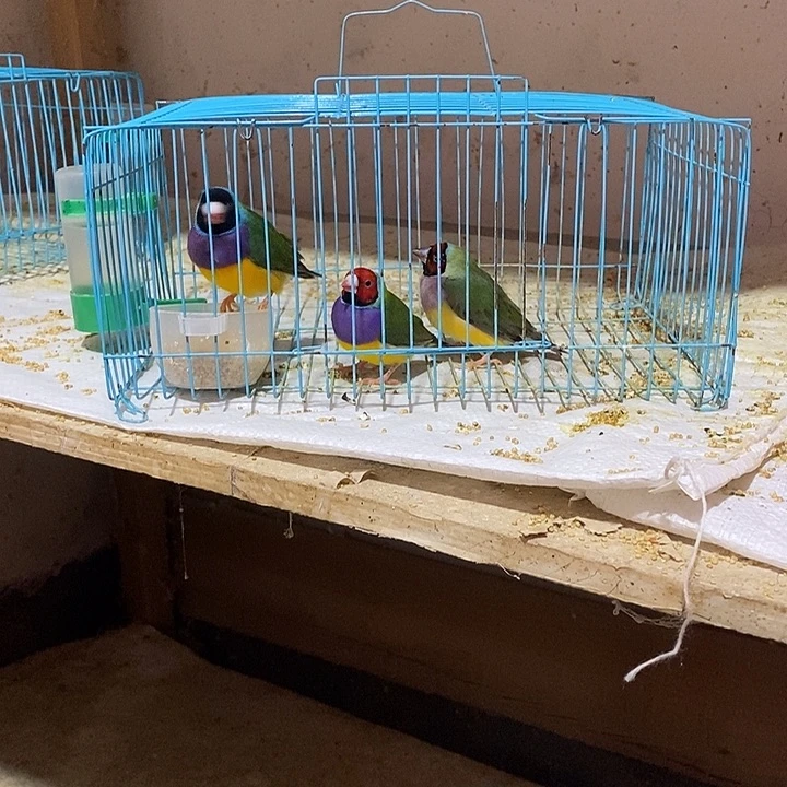 文鸟素****月普彩黑头一对，包活到家