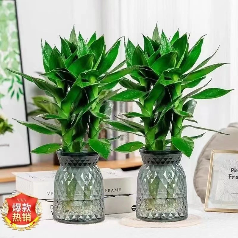 【买一送一】水培观音竹富贵竹室内净化空气桌面四季好养绿色盆栽