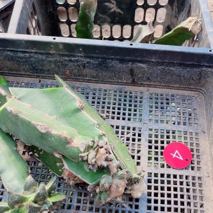 仙人球嫁接开花一筐04