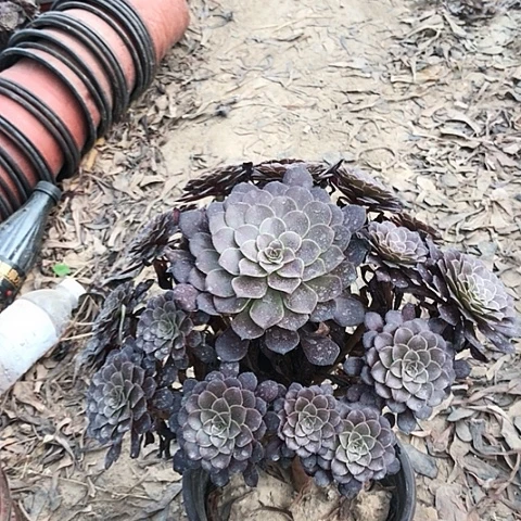 花**落黑铜法师多肉植物3
